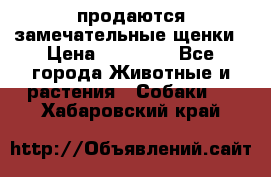 продаются замечательные щенки › Цена ­ 10 000 - Все города Животные и растения » Собаки   . Хабаровский край